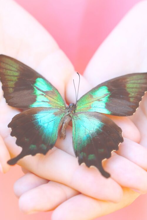 Programa 1 a 1 – De Oruga a Mariposa