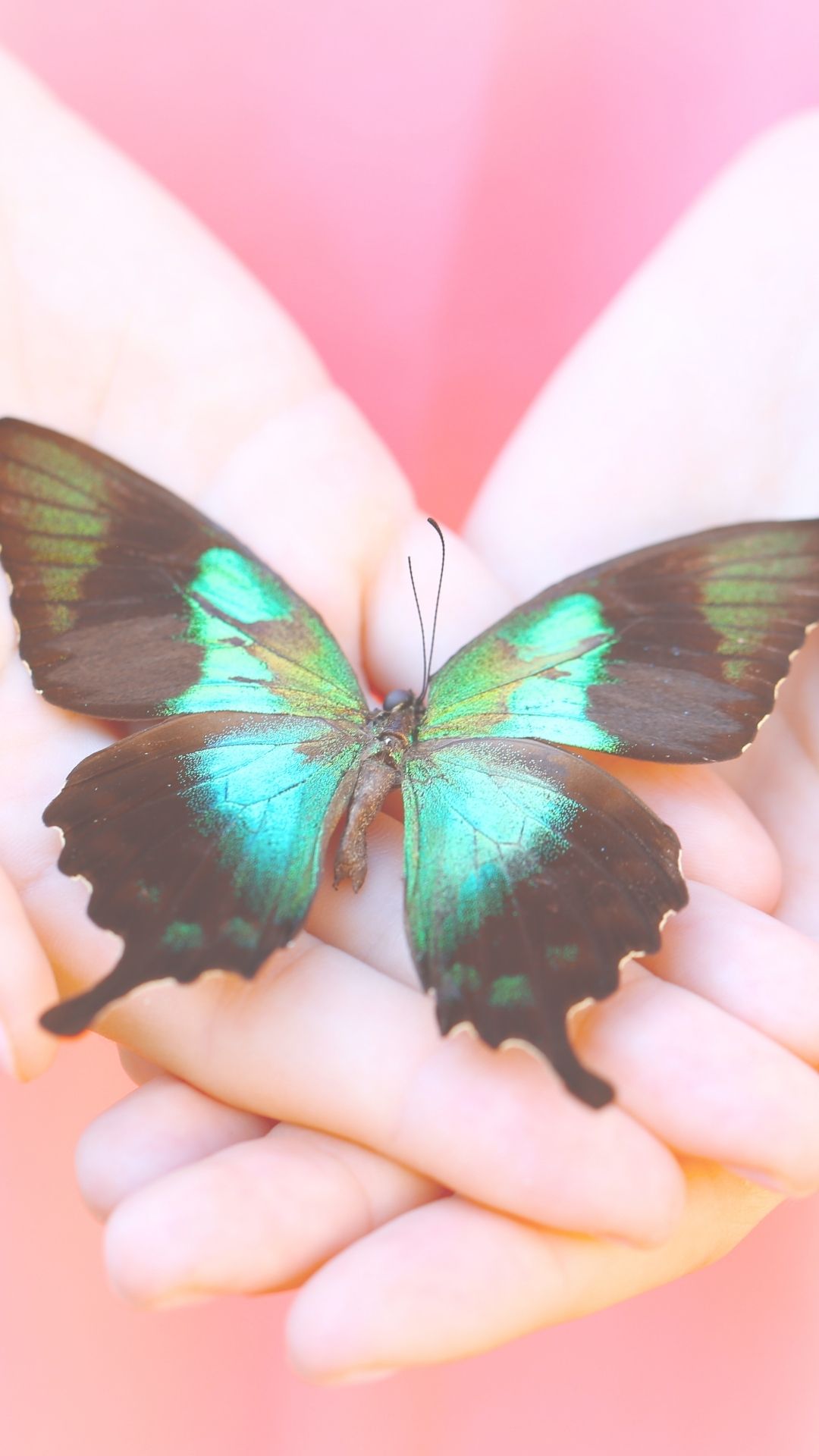 Programa 1 a 1 – De Oruga a Mariposa