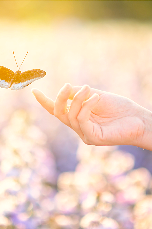 De Oruga a Mariposa · Etapa del Proceso Integral 1:1