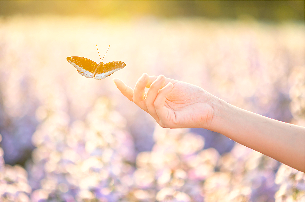 De Oruga a Mariposa · Etapa del Proceso Integral 1:1